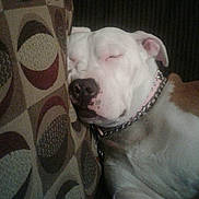 Gypsy is registered to the contest to win money with this photo: american_bulldog, australian_bulldog, bulldog, bully_kutta, canidae, carnivore, dog, dog_breed, dogo_argentino, dogo_guatemalteco, mammal, non_sporting_group, olde_english_bulldogge, pit_bull, rare_breed_dog, snout, toy_bulldog, valley_bulldog, vertebrate, white_english_bulldog