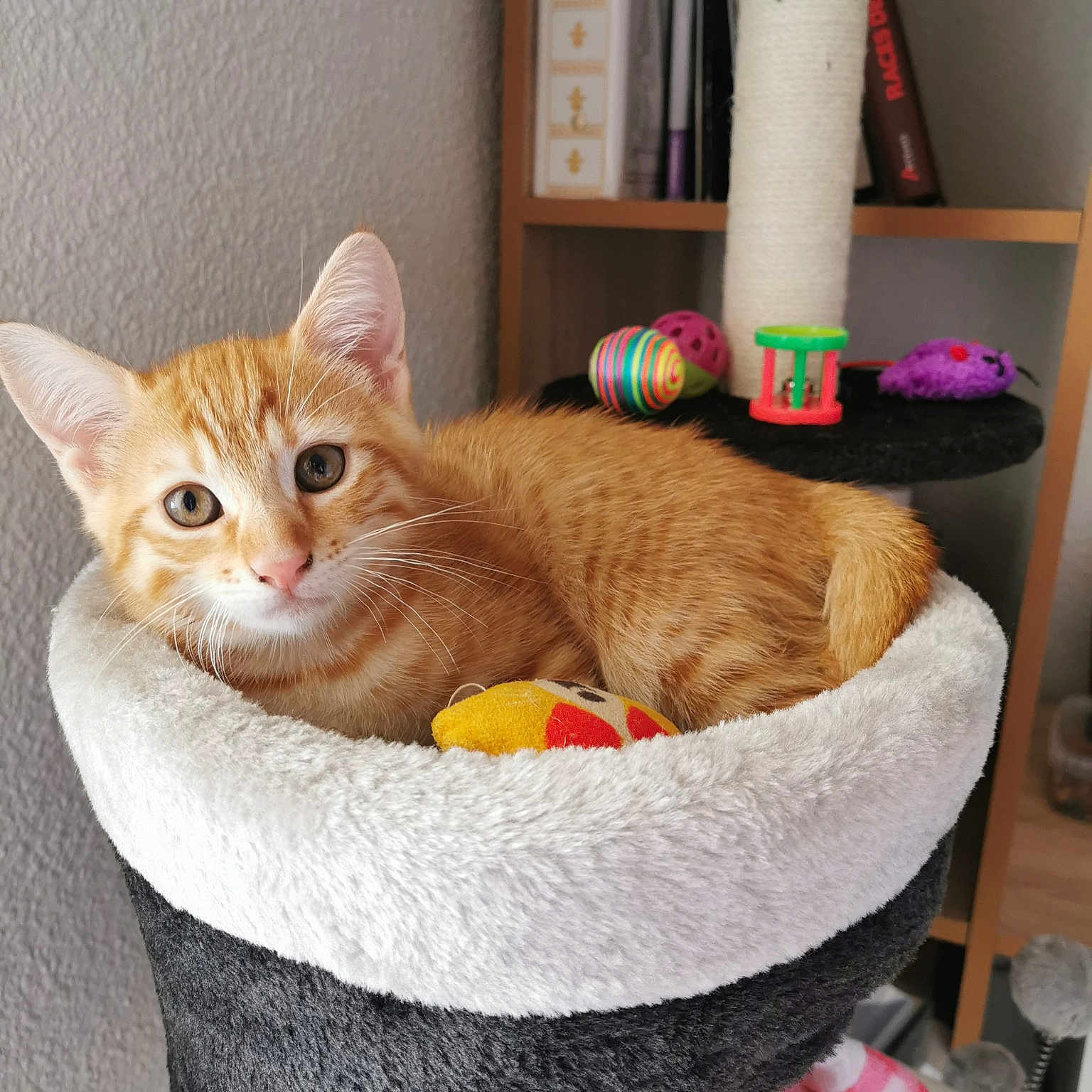 Paolo