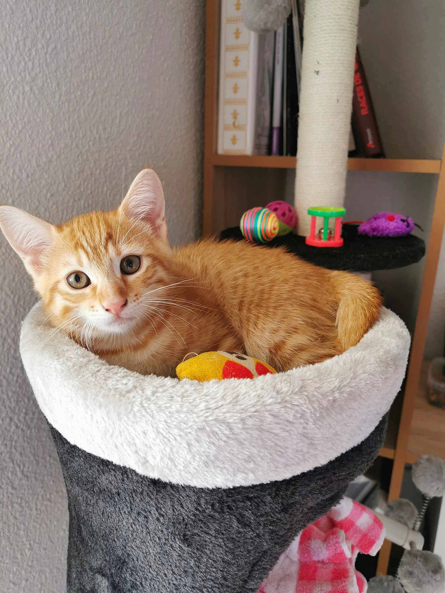 Paolo