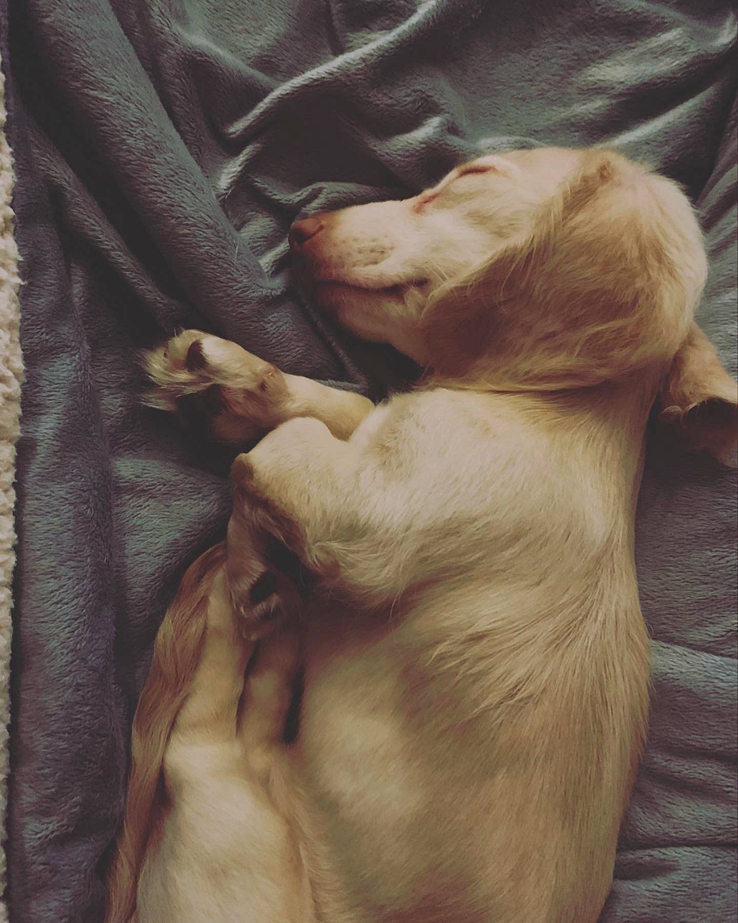 Pippin joined the competition — help win amazing prizes! canidae, carnivore, comfort, companion_dog, dog, dog_breed, fawn, felidae, fur, gesture, labrador_retriever, linens, liver, retriever, snout, sporting_group, terrestrial_animal, whiskers, working_animal, wrinkle