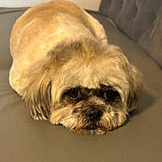 Mia participe au concours pour gagner de l'argent avec cette photo : dog, puppy, pet, shih_tzu, resting, lying_down, couch, sofa, fur, brown_fur, face, eyes, nose, whiskers, close_up, indoor, bored, cute, groomed, sad_expression
