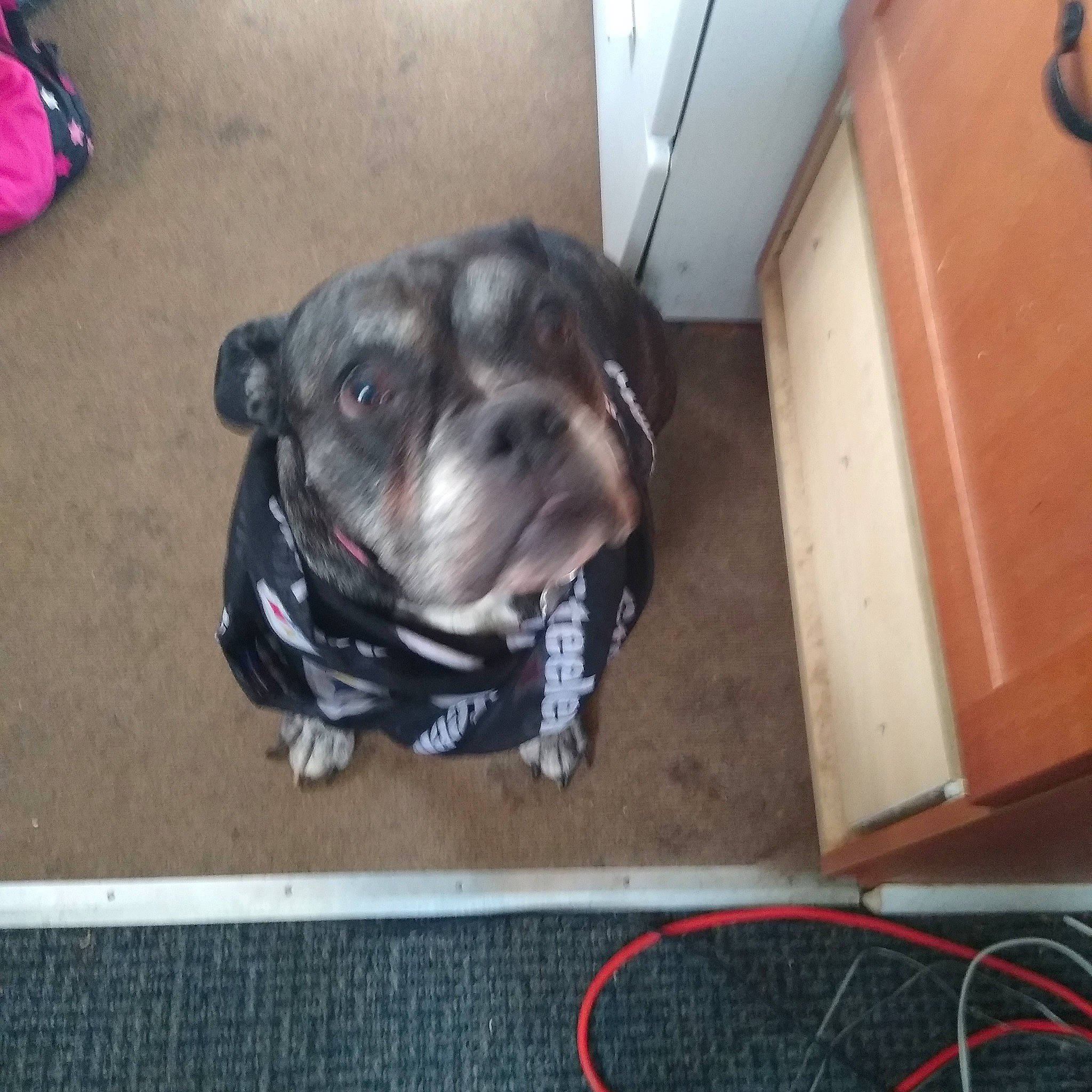Jasmine is registered to the contest to win money with this photo: american_bulldog, american_pit_bull_terrier, bulldog, canidae, carnivore, companion_dog, dog, dog_breed, fawn, mammal, non_sporting_group, olde_english_bulldogge, pit_bull, puppy, renascence_bulldogge, snout, staffordshire_bull_terrier, toy_bulldog, valley_bulldog, vertebrate