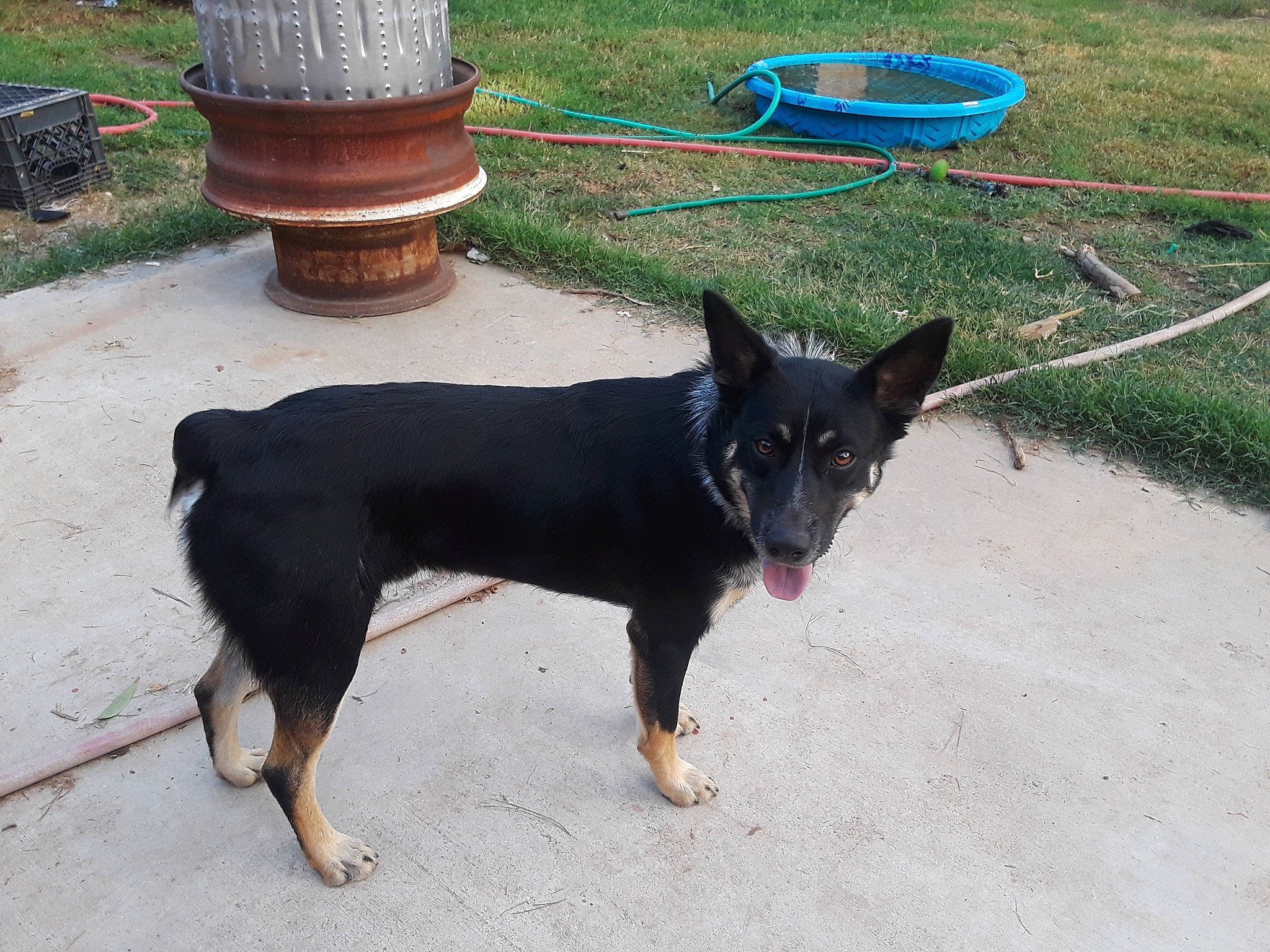 Rooger joined the competition — help win amazing prizes! canidae, carnivore, collar, companion_dog, dog, dog_breed, grass, pet_supply, road_surface, sporting_group, tail, terrestrial_animal, windshield, working_animal, working_dog