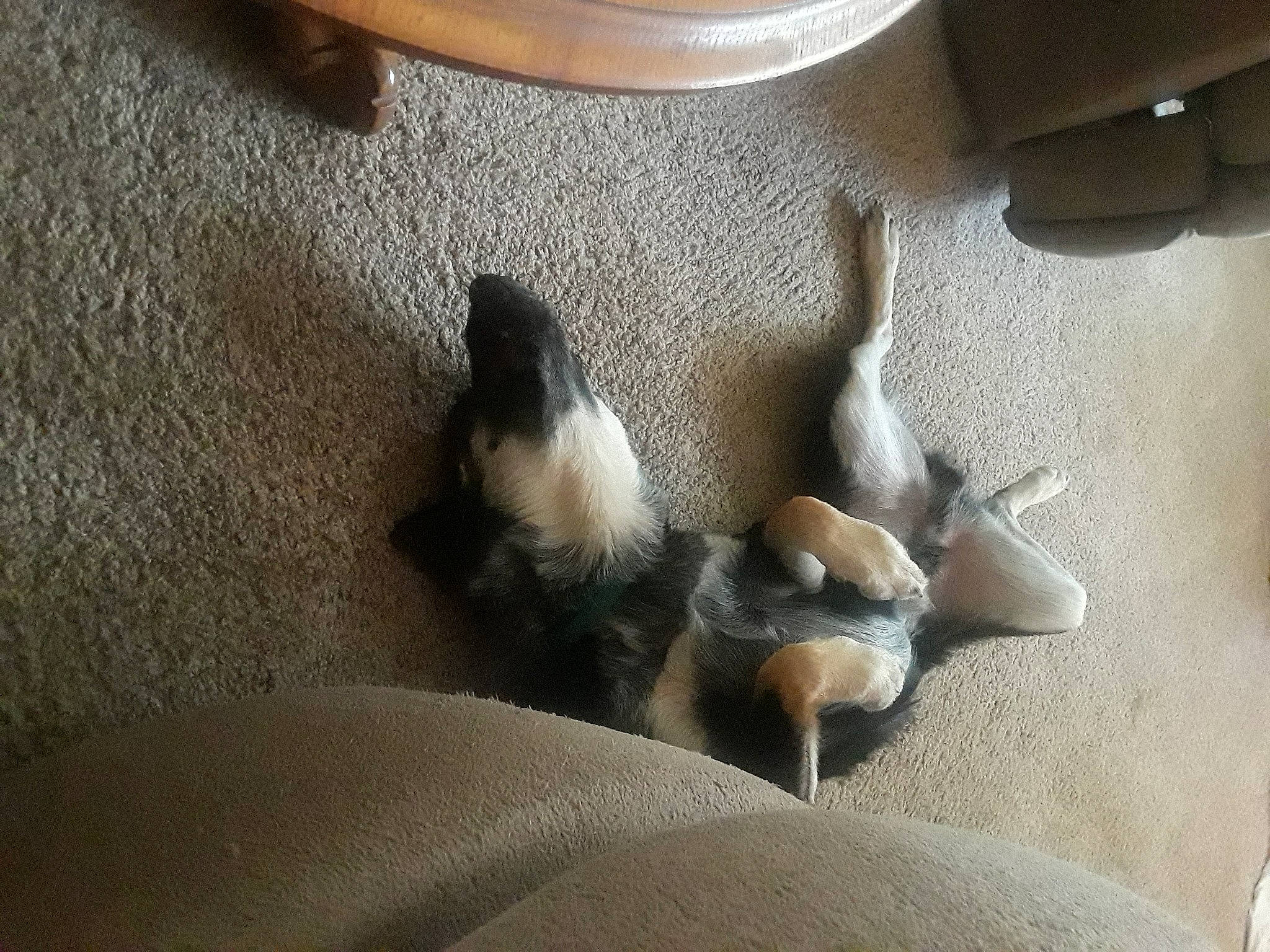 Rooger is registered to the contest to win money with this photo: bat, canidae, carnivore, comfort, companion_dog, dog, dog_breed, fawn, felidae, flooring, hardwood, human_leg, paw, small_to_medium_sized_cats, snout, sporting_group, tail, terrestrial_animal, whiskers, wood