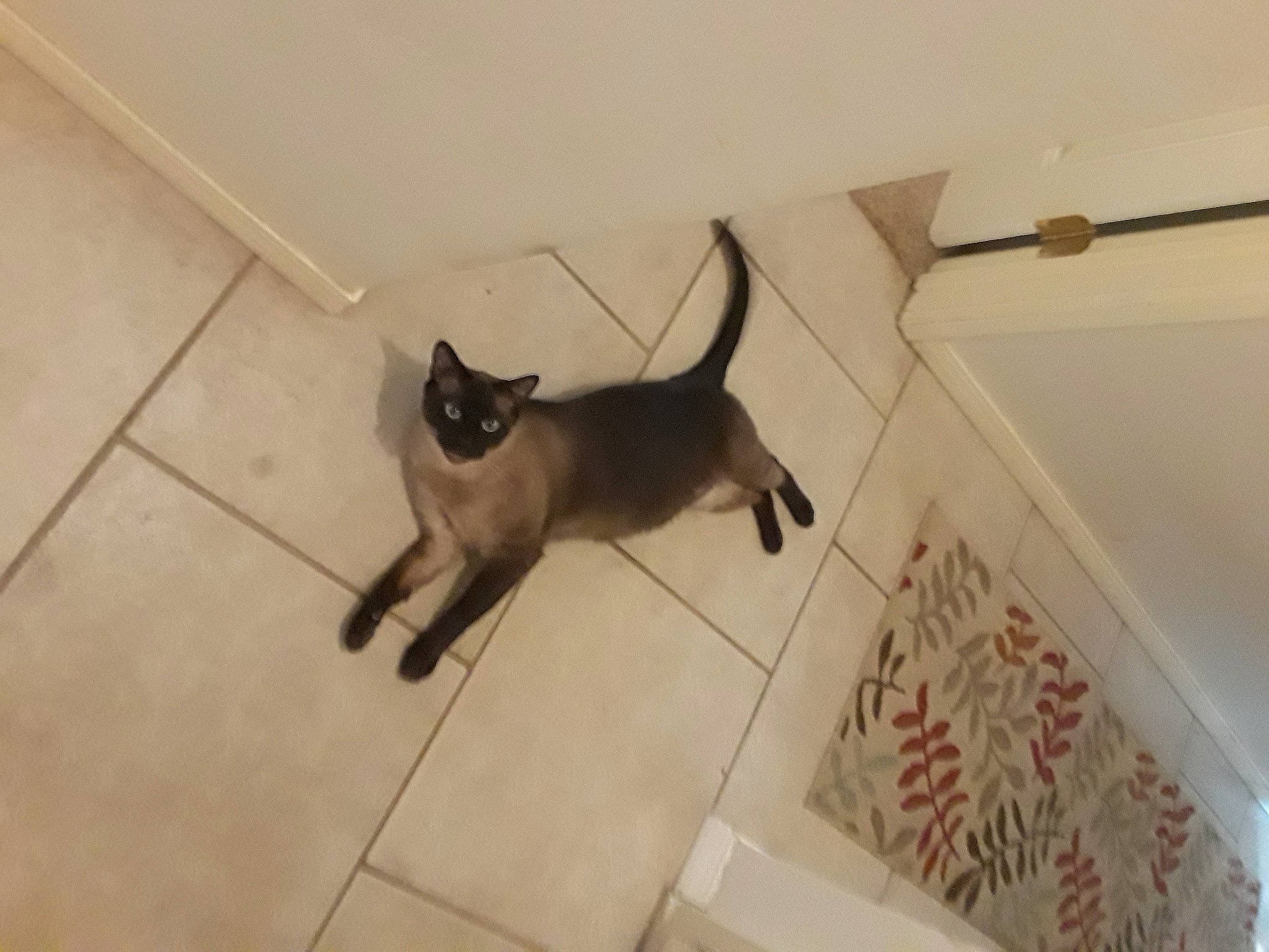 Skylar joined the competition — help win amazing prizes! carnivore, cat, domestic_short_haired_cat, fawn, felidae, floor, flooring, fur, hardwood, pet_supply, shadow, siamese, small_to_medium_sized_cats, tail, whiskers