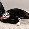 animal, bandana, black_and_white_cat, cat, closeup, cozy, curious, cute, domestic_cat, feline, fluffy, indoor, laying_down, looking_at_camera, paw, pet_bed, relaxed, resting, soft_lighting, whiskers