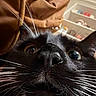 Ragnar is registered to the contest to win money with this photo: animal, background, bag, black_cat, cat, close_up, closeup, cozy, curious, face, feline, fur, household, indoor, nose, pet, portrait, shelf, whiskers, wide_eyes