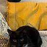 animal, black_cat, cat_bed, comfort, couch, cozy, cute, feline, fur, home_decor, indoor, pet, plush_toys, relaxed, resting, soft_texture, tuxedo_cat, whiskers, white_paw, yellow_blanket