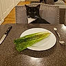 cat, chair, curious, cutlery, dining_room, domestic_animal, food, fork, furniture, indoor, kitchen, knife, lettuce, meal, pet, plate, sitting, table, tuxedo_cat, vegetable