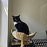 animal, basket, black_and_white, cat, cozy, cushion, domestic, furniture, home, indoor, natural_light, pattern, pet, plant, portrait, relaxing, resting, whiskers, window_light, wood