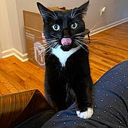 Ragnar is registered to the contest to win money with this photo: cat, tuxedo_cat, black_and_white, pet, indoor, wooden_floor, tongue_out, green_eyes, whiskers, person, lap, polka_dot_pants, feline, close_up, domestic_animal, curious, cute, household, box, relaxed