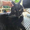 animal, black_cat, blanket, bookshelf, cat, close_up, comfort, cozy, domestic_cat, feline, fur, hand, indoor, living_room, paw, petting, plant, relaxed, resting, whiskers