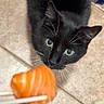 Ragnar joined the competition — help win amazing prizes! animal, black_cat, cat, chopsticks, close_up, curious, cute, domestic_cat, ears, feline, floor_tiles, food, fresh_food, indoor, kitchen_floor, looking_up, orange_food, pet, salmon_sushi, whiskers