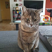 Natsue a rejoint le concours — aidez-le/la à gagner de superbes lots ! cat, tabby, pet, indoor, living_room, furniture, television, shelf, toy, floor, curious, seated, domestic_animal, whiskers, ears, tail, eyes, gray, striped, cozy