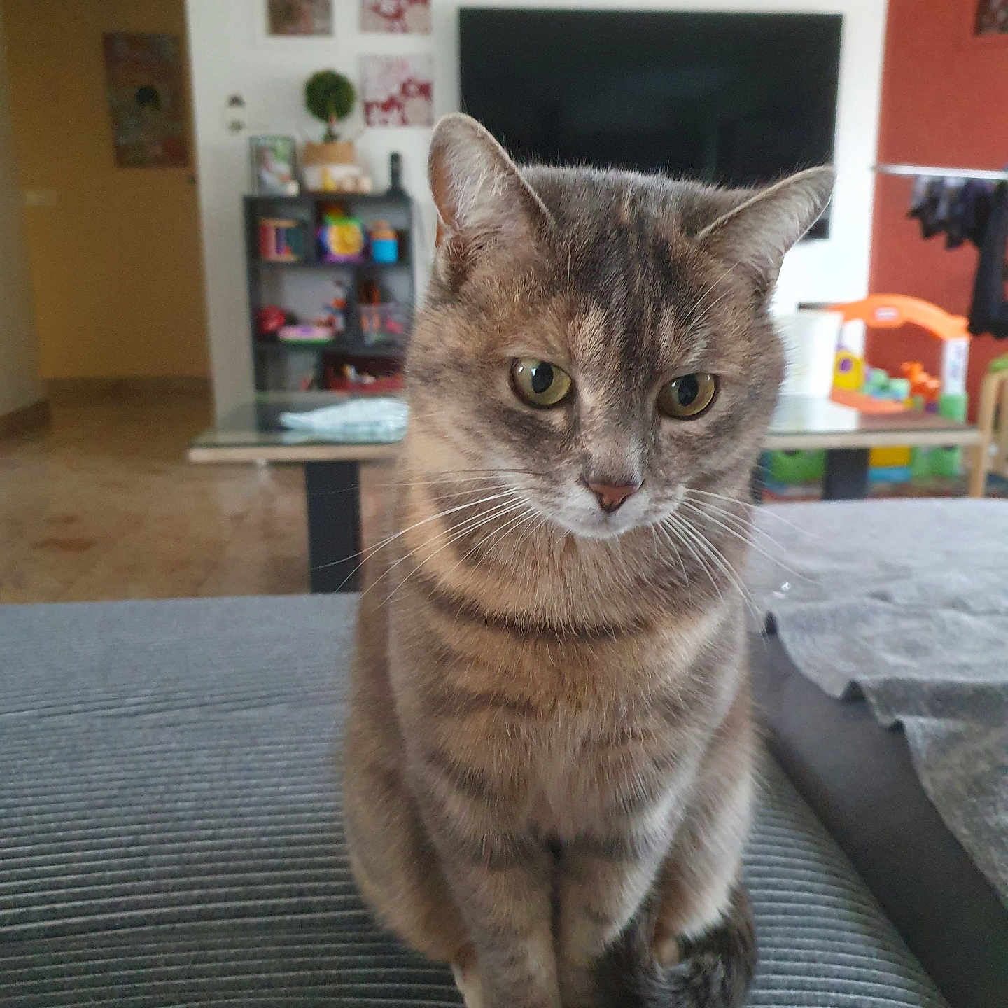 Natsue a rejoint le concours — aidez-le/la à gagner de superbes lots ! cat, cozy, curious, domestic_animal, ears, eyes, floor, furniture, gray, indoor, living_room, pet, seated, shelf, striped, tabby, tail, television, toy, whiskers