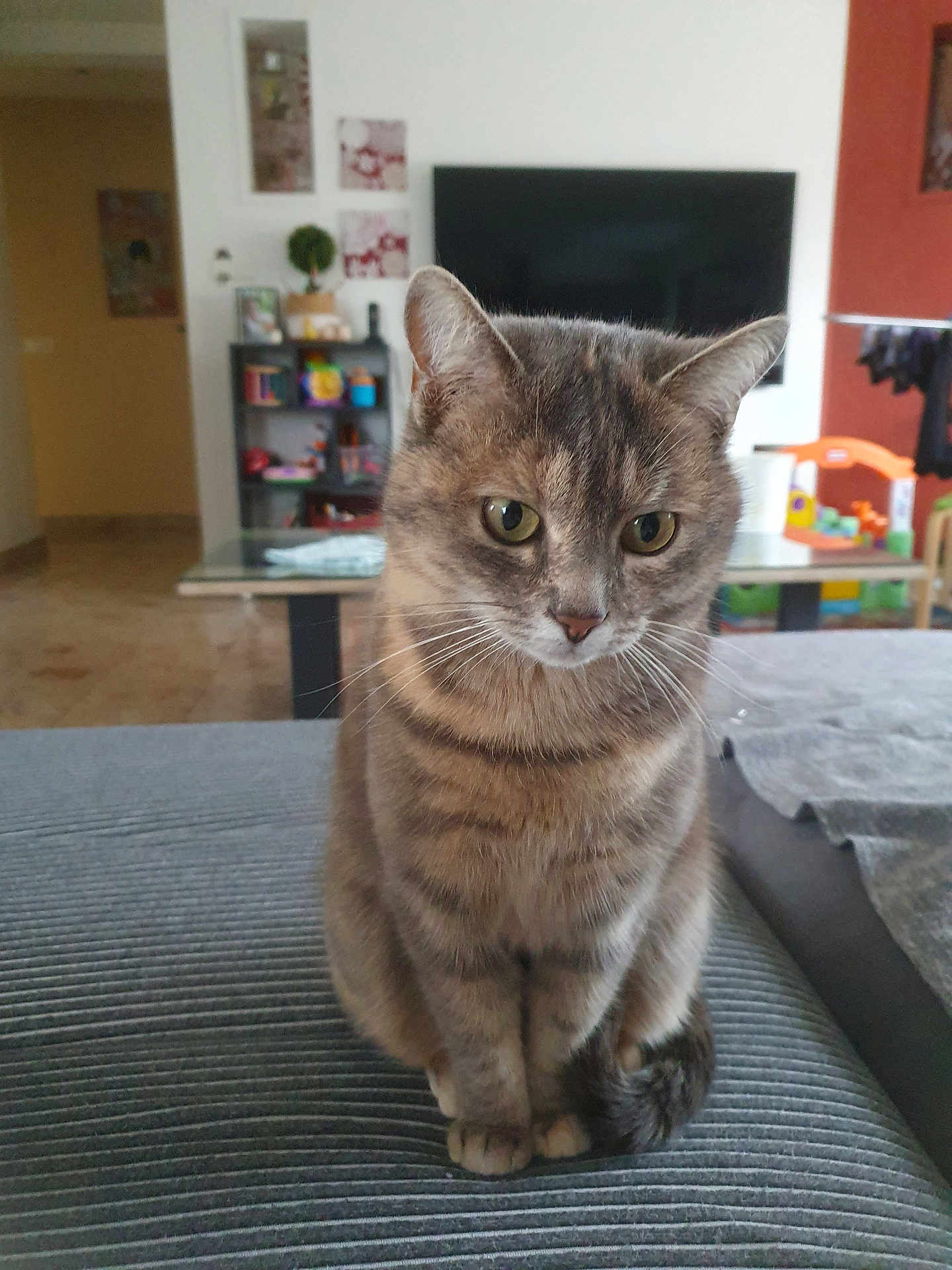 Natsue a rejoint le concours — aidez-le/la à gagner de superbes lots ! cat, tabby, pet, indoor, living_room, furniture, television, shelf, toy, floor, curious, seated, domestic_animal, whiskers, ears, tail, eyes, gray, striped, cozy