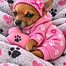 adorable, blanket, chihuahua, close_up, collar, cozy, cute, dog, heart_tag, indoors, pajamas, paw_prints, pet, pink_clothing, portrait, puppy, sleepy, small_dog, sweater, winter_hat