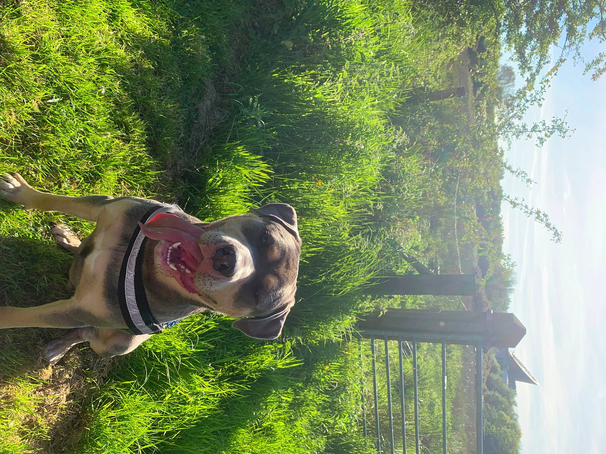 Koba is registered to the contest to win money with this photo: art, fawn, grass, happy, landscape, lawn_ornament, leisure, people_in_nature, personal_protective_equipment, plant, sculpture, shrub, sky, snout, statue, sunglasses, tree, trunk, wood, working_animal