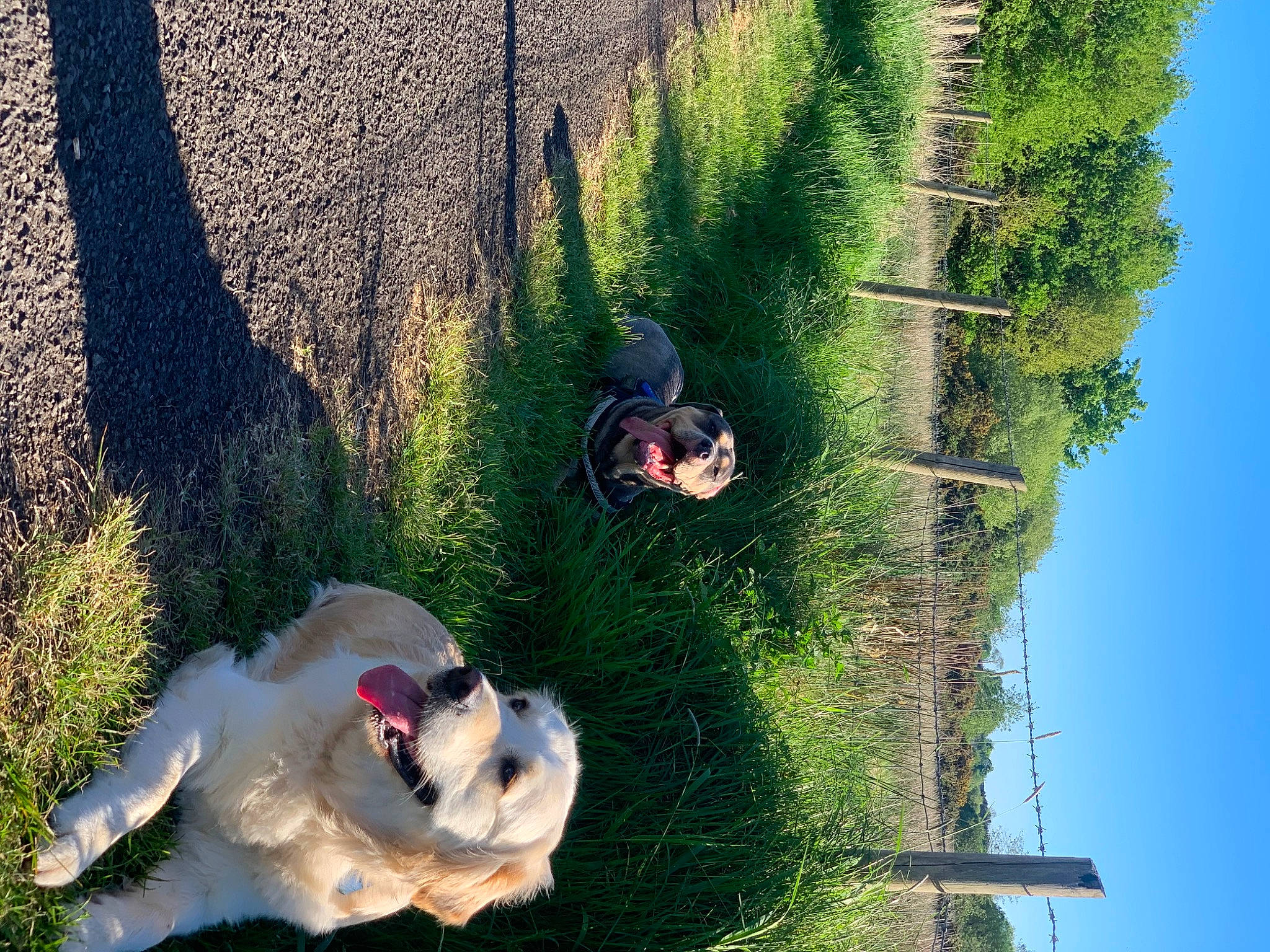 Koba is registered to the contest to win money with this photo: _geese_and_swans, canidae, carnivore, dog, dog_breed, ducks, fun, grass, landscape, plant, reflection, shadow, sky, slope, sporting_group, tail, terrestrial_plant, tree, water