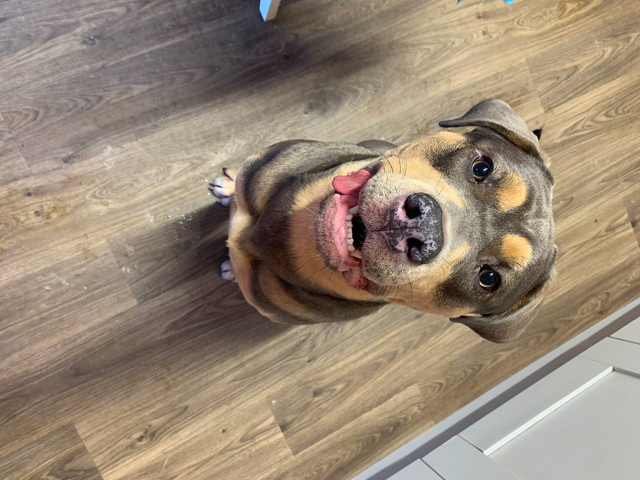 Koba joined the competition — help win amazing prizes! carnivore, companion_dog, dog, dog_breed, eyewear, fawn, floor, flooring, fur, hardwood, pet_supply, plank, selfie, sporting_group, terrestrial_animal, varnish, whiskers, wood, wood_stain, working_animal