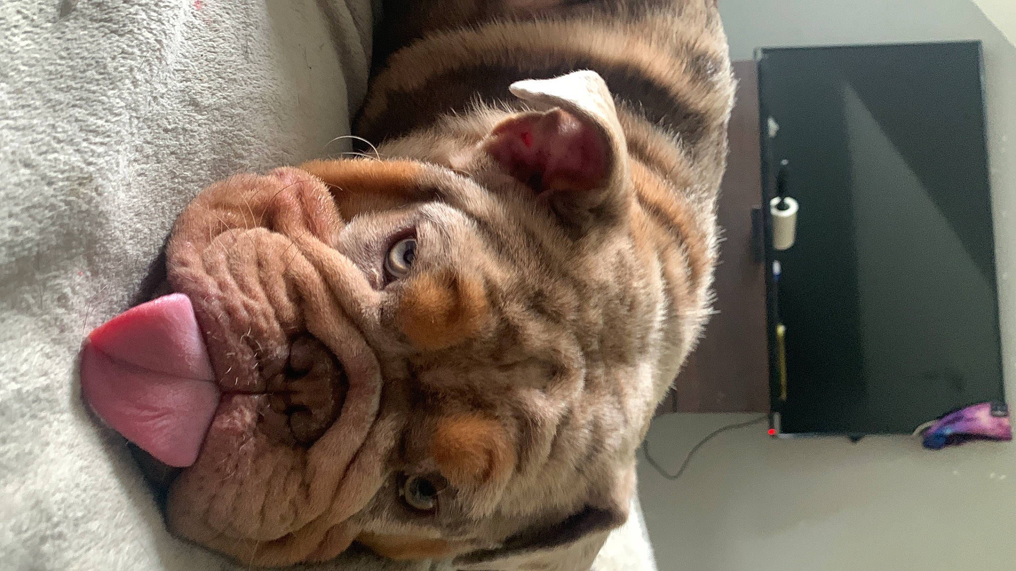 Millie is registered to the contest to win money with this photo: big_cats, canidae, carnivore, cat, claw, comfort, domestic_short_haired_cat, ear, fawn, felidae, fur, jaw, paw, peripheral, small_to_medium_sized_cats, snout, terrestrial_animal, toy, whiskers, wrinkle