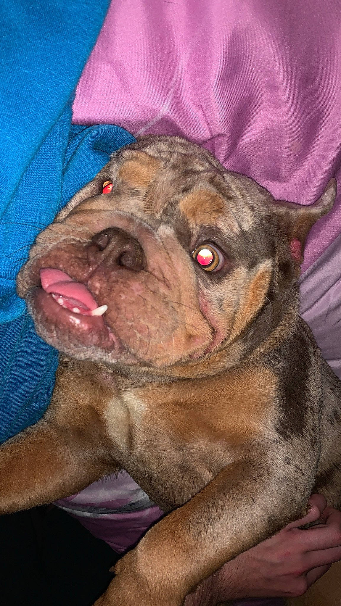 Millie joined the competition — help win amazing prizes! bulldog, canidae, carnivore, companion_dog, dog, dog_breed, electric_blue, fawn, fur, liver, molosser, non_sporting_group, snout, sporting_group, terrestrial_animal, toy_dog, whiskers, working_animal, working_dog, wrinkle