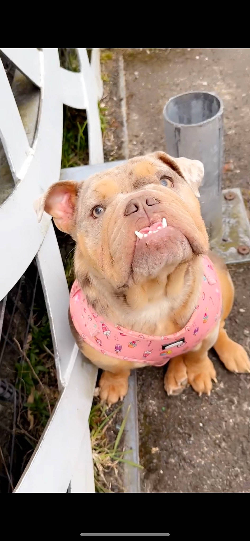 Millie is registered to the contest to win money with this photo: bulldog, canidae, carnivore, collar, companion_dog, dog, dog_breed, dog_clothes, domestic_pig, fawn, grass, pet_supply, pink, snout, sporting_group, suidae, terrestrial_animal, whiskers, working_animal, wrinkle