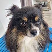 Bella participe au concours pour gagner de l'argent avec cette photo : dog, close_up, fluffy, black_and_tan, pet, animal, fur, portrait, indoor, blue_surface, whiskers, cute, small_dog, face, ears, nose, eyes, domestic_animal, companion, sitting