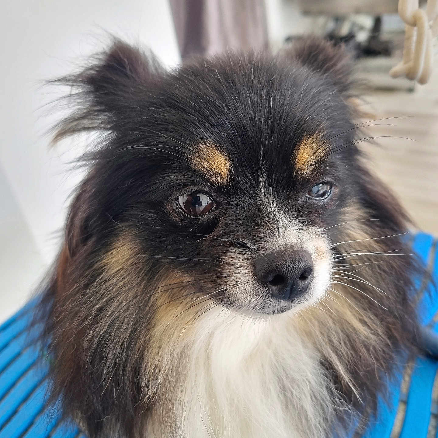 Bella