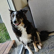 Perle participe au concours pour gagner de l'argent avec cette photo : dog, border_collie, pet, animal, fluffy, black_white, tricolor, sitting, smiling, portrait, indoors, living_room, sofa, couch, rug, window, sunlight, garden, home, happy