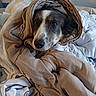 dog, canine, blanket, bed, bedding, indoors, portrait, face, eyes, nose, black_and_white, brown, snuggled, cozy, resting, sleeping, cute, pet, home, bookshelf