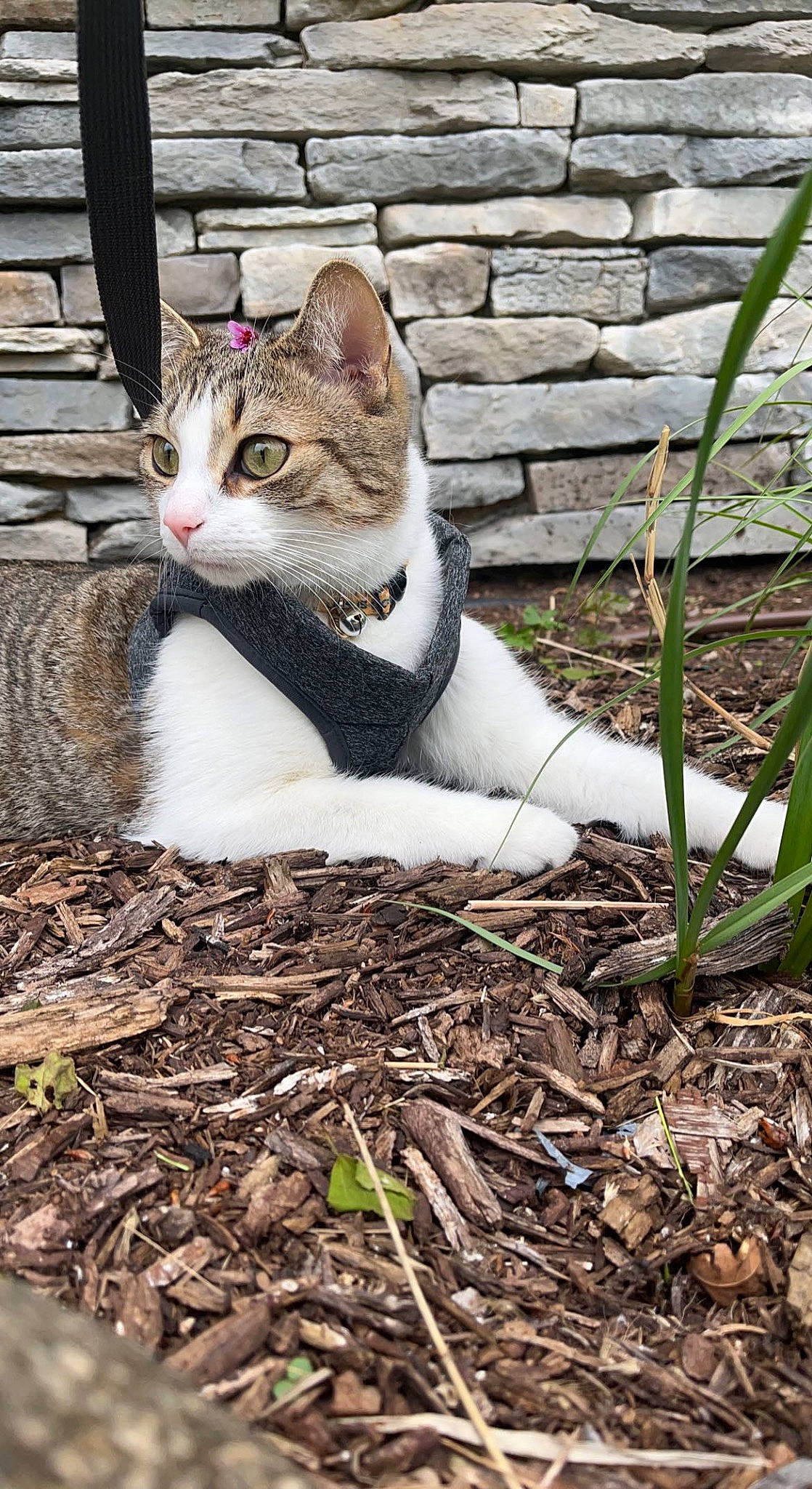 Snickers joined the competition — help win amazing prizes! art, carnivore, cat, domestic_short_haired_cat, eye, fawn, felidae, fur, grass, leaf, plant, sitting, small_to_medium_sized_cats, snout, tail, terrestrial_animal, tree, twig, whiskers, wood