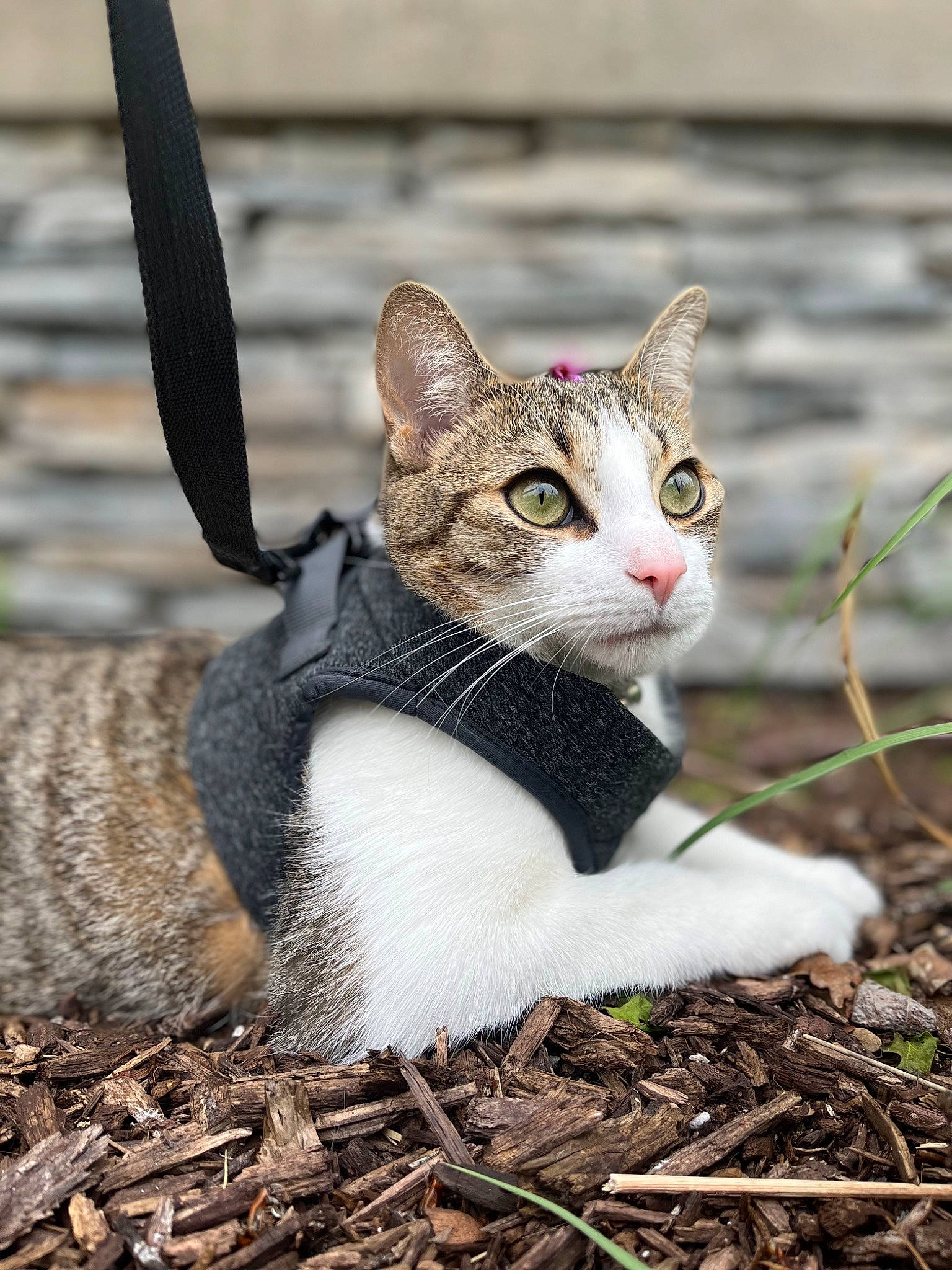 Snickers joined the competition — help win amazing prizes! carnivore, cat, domestic_short_haired_cat, fawn, felidae, fur, grass, paw, plant, sand, sitting, small_to_medium_sized_cats, snout, soil, tail, terrestrial_animal, tree, water, whiskers, wildlife