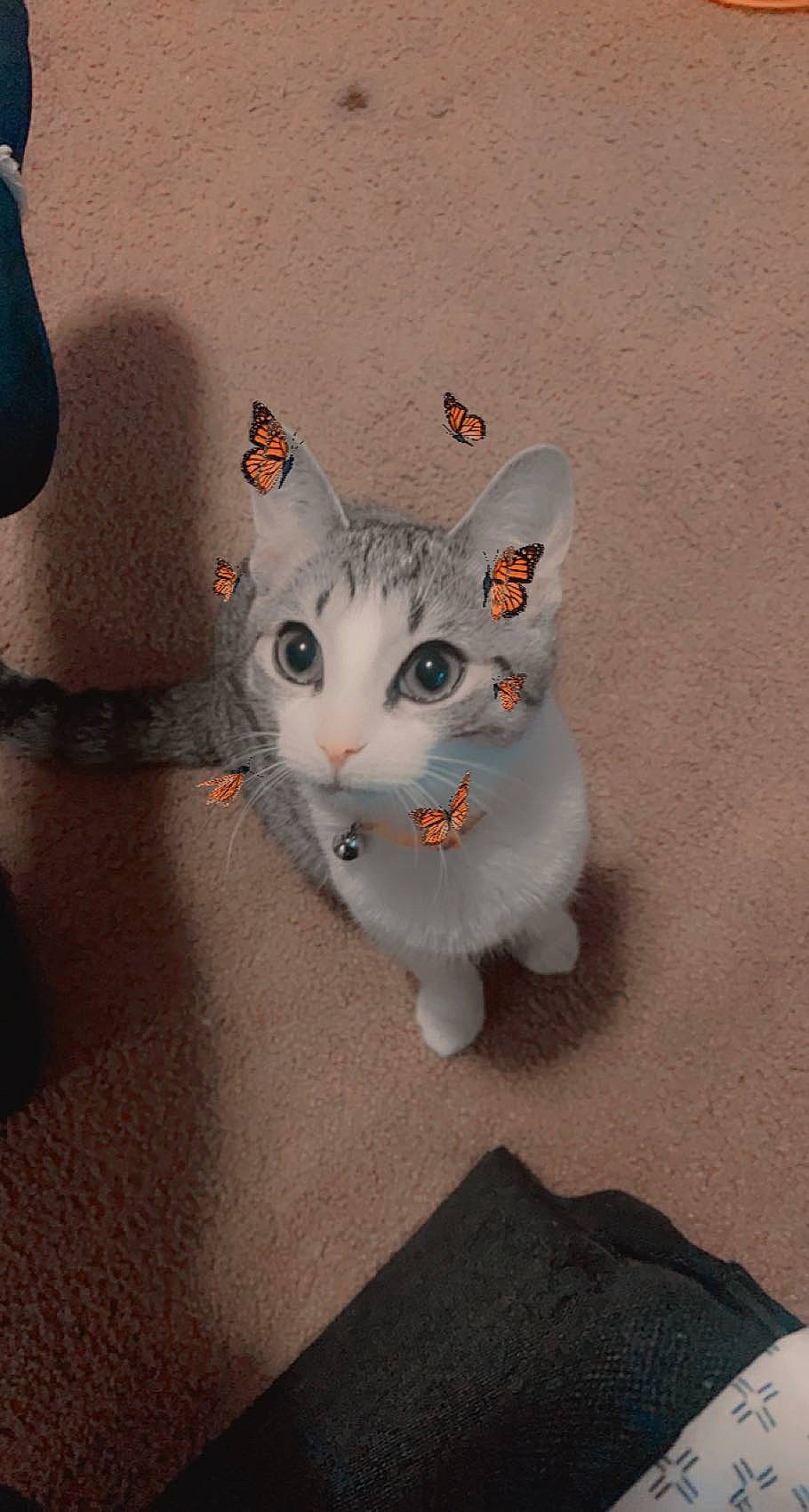 Snickers is registered to the contest to win money with this photo: art, carnivore, cat, domestic_short_haired_cat, ear, fawn, felidae, fur, grey, illustration, paw, small_to_medium_sized_cats, snout, tail, whiskers, window