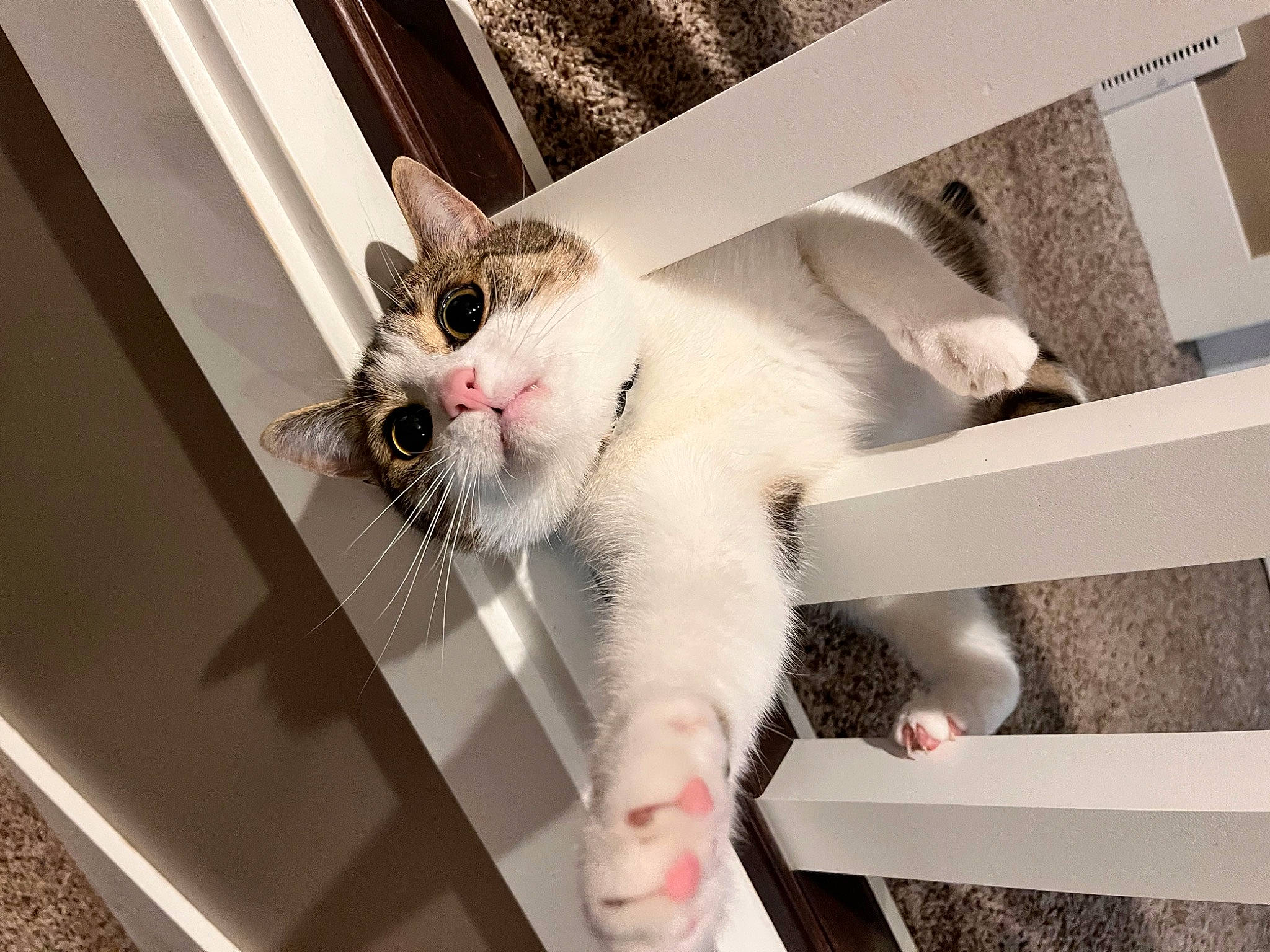 Snickers is registered to the contest to win money with this photo: carnivore, cat, claw, collar, comfort, domestic_short_haired_cat, felidae, flooring, foot, fur, metal, paw, rectangle, room, small_to_medium_sized_cats, tail, whiskers, window, wood