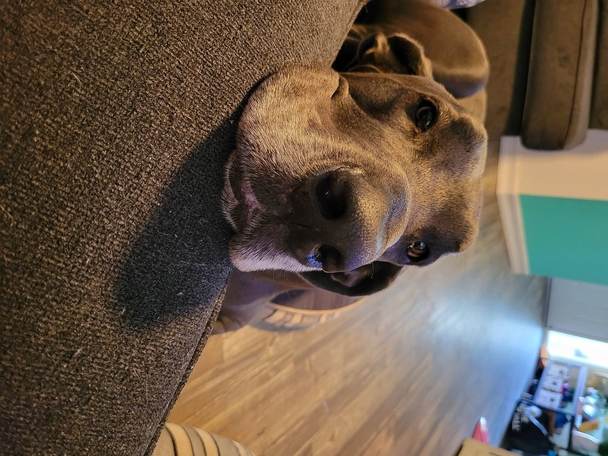 Flash is registered to the contest to win money with this photo: art, artifact, canidae, carnivore, companion_dog, dog, dog_breed, fawn, flooring, fur, hardwood, helmet, jaw, personal_protective_equipment, sculpture, snout, sporting_group, wood, working_animal, wrinkle