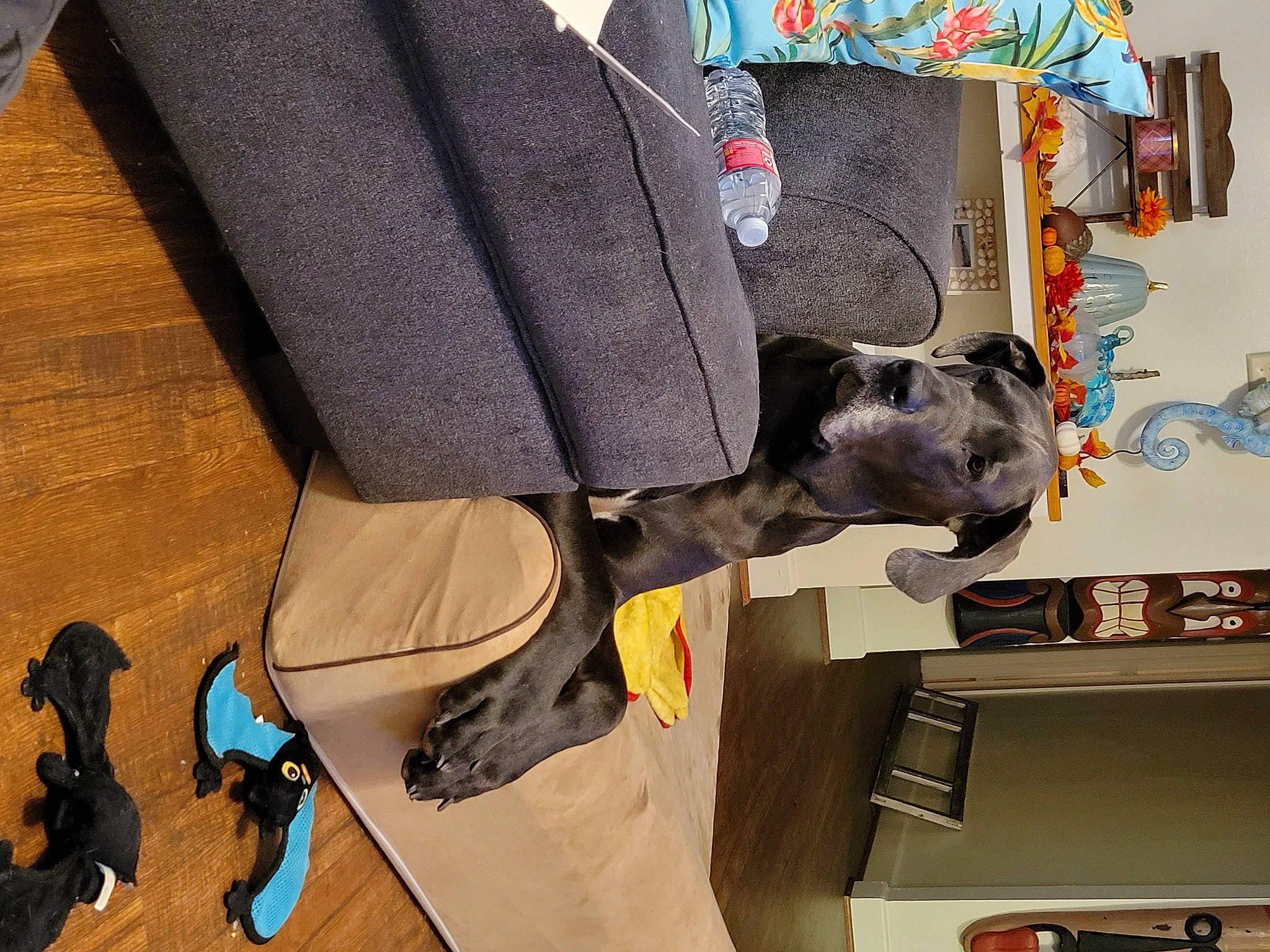 Flash is registered to the contest to win money with this photo: art, bag, carnivore, comfort, dog, fawn, flooring, fun, hardwood, hat, luggage_and_bags, personal_protective_equipment, room, sculpture, sporting_group, visual_arts, wood