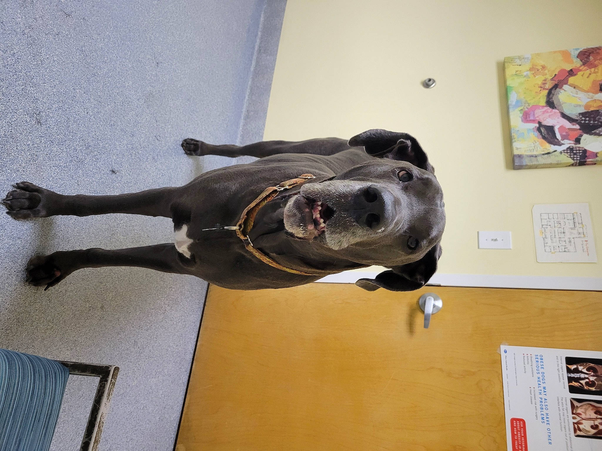 Flash joined the competition — help win amazing prizes! art, canidae, carnivore, collar, dog, dog_breed, dog_collar, fawn, guard_dog, metal, personal_protective_equipment, picture_frame, sculpture, snout, sporting_group, statue, tail, wood, working_animal, working_dog