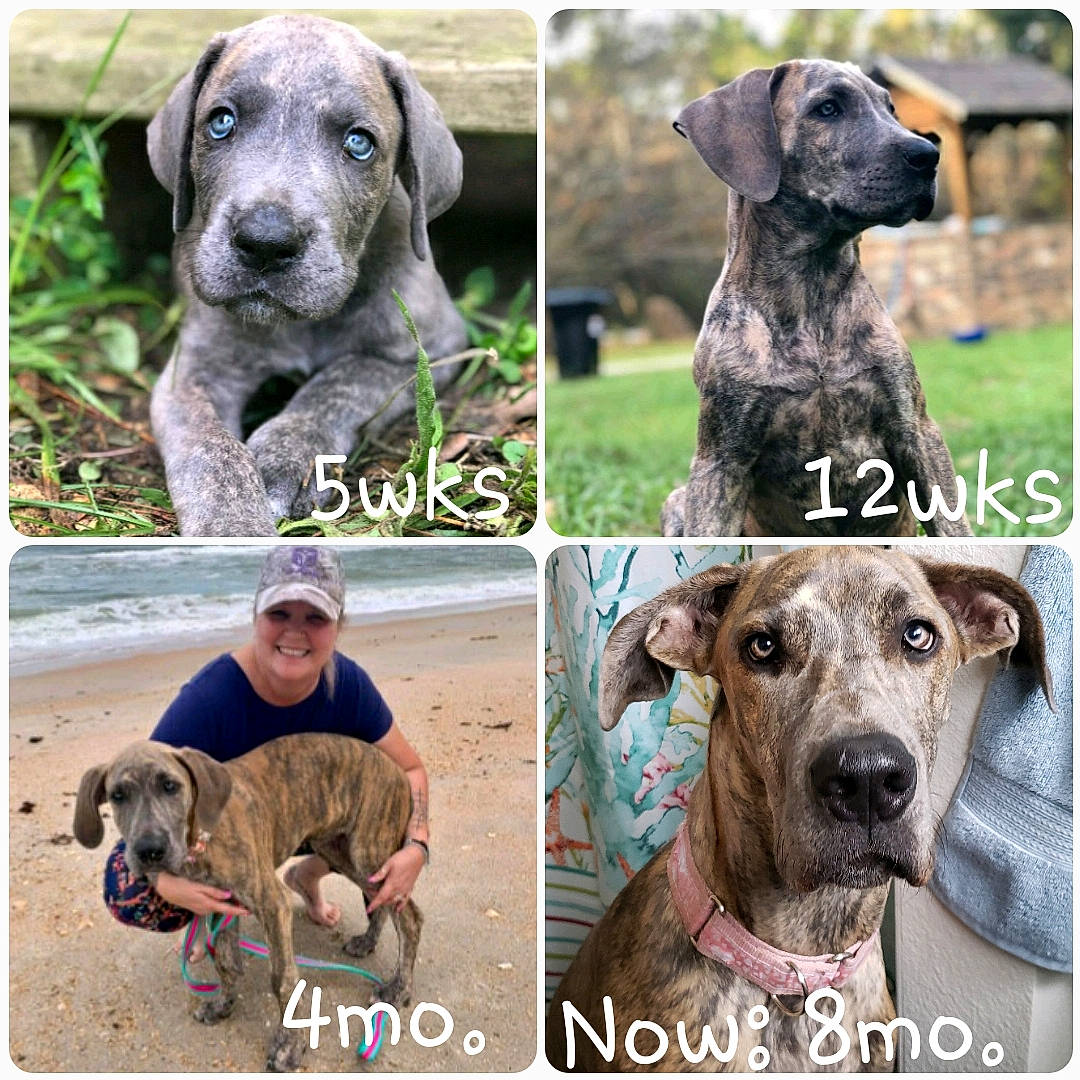 Yzma is registered to the contest to win money with this photo: art, carnivore, collage, collar, companion_dog, dog, dog_breed, dog_collar, green, liver, mammal, pet_supply, photograph, plant, sharing, snout, sporting_group, stock_photography, vertebrate, working_animal