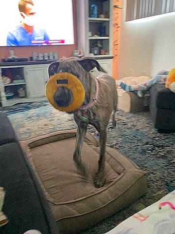 Yzma joined the competition — help win amazing prizes! art, audio_equipment, ball, canidae, carnivore, companion_dog, dog, dog_breed, flightless_bird, floor, flooring, fun, fur, led_backlit_lcd_display, personal_protective_equipment, room, sporting_group, stuffed_toy, toy, working_animal