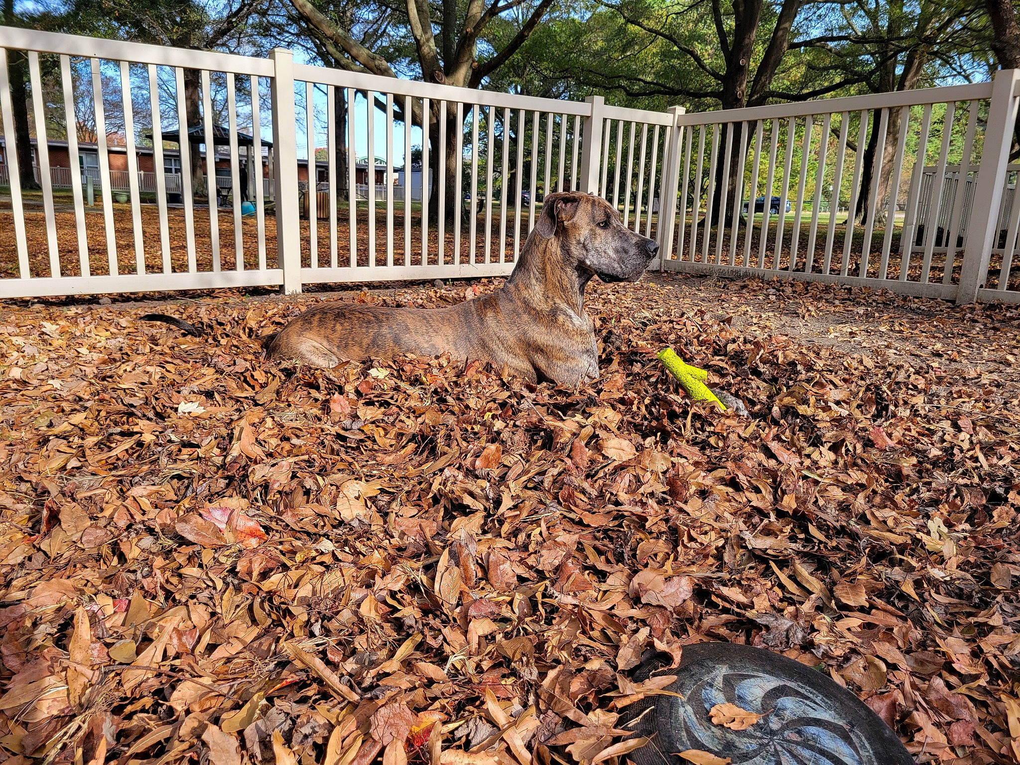 Yzma is registered to the contest to win money with this photo: canidae, carnivore, dog, dog_breed, fawn, fence, garden, grass, home_fencing, landscape, metal, mulch, plant, road_surface, soil, sporting_group, tail, terrestrial_animal, tree, wood