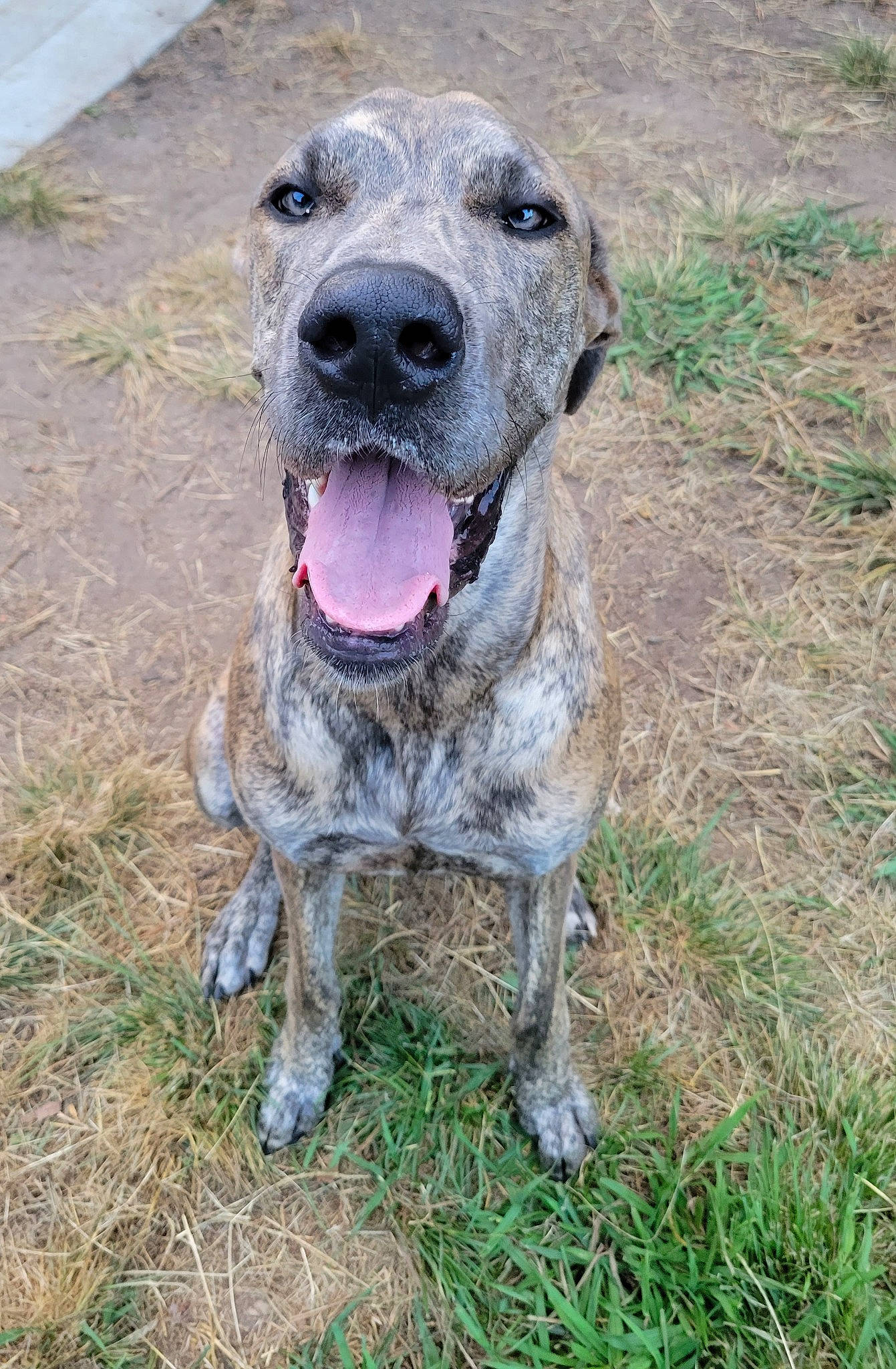 Yzma joined the competition — help win amazing prizes! canidae, carnivore, collar, companion_dog, dog, dog_breed, dog_collar, fawn, grass, great_dane, guard_dog, gun_dog, pointing_breed, snout, sporting_group, tail, terrestrial_animal, whiskers, working_animal, working_dog