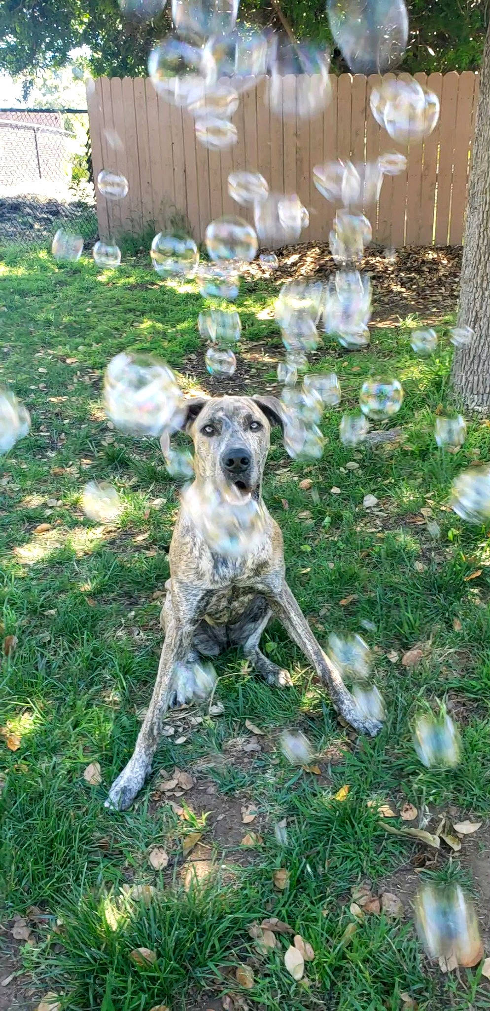 Yzma joined the competition — help win amazing prizes! canidae, carnivore, chair, companion_dog, dog, dog_breed, fawn, garden, grass, groundcover, herb, lawn, lawn_ornament, plant, shrub, sporting_group, tail, terrestrial_animal, working_animal, yard