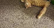 Loki joined the competition — help win amazing prizes! animal, cable, carpet, casual, cat, cord, cozy, floor, fluffy, footwear, gaming_controller, home, indoor, lying_down, orange_cat, pet, relaxed, resting, shoes, sneakers