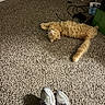 animal, cable, carpet, casual, cat, cord, cozy, floor, fluffy, footwear, gaming_controller, home, indoor, lying_down, orange_cat, pet, relaxed, resting, shoes, sneakers