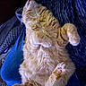Loki joined the competition — help win amazing prizes! animal, cat, claws, cozy, cute, domestic, fabric, fluffy, fur, indoor, jeans, lap, lying_down, orange_cat, paws, person, pet, relaxed, resting, whiskers