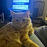 Loki joined the competition — help win amazing prizes! animal, blanket, cat, chair, couch, cozy, curious, domestic_cat, fluffy, furniture, home, indoor, lap, living_room, orange_cat, orange_fur, pet, relaxing, soft_light, television