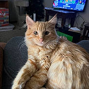 Loki joined the competition — help win amazing prizes! carpet, cat, couch, cozy, domestic_animal, ears, eyes, fluffy, fur, furniture, home, indoor, lap, living_room, orange_tabby, person, pet, relaxed, television, whiskers