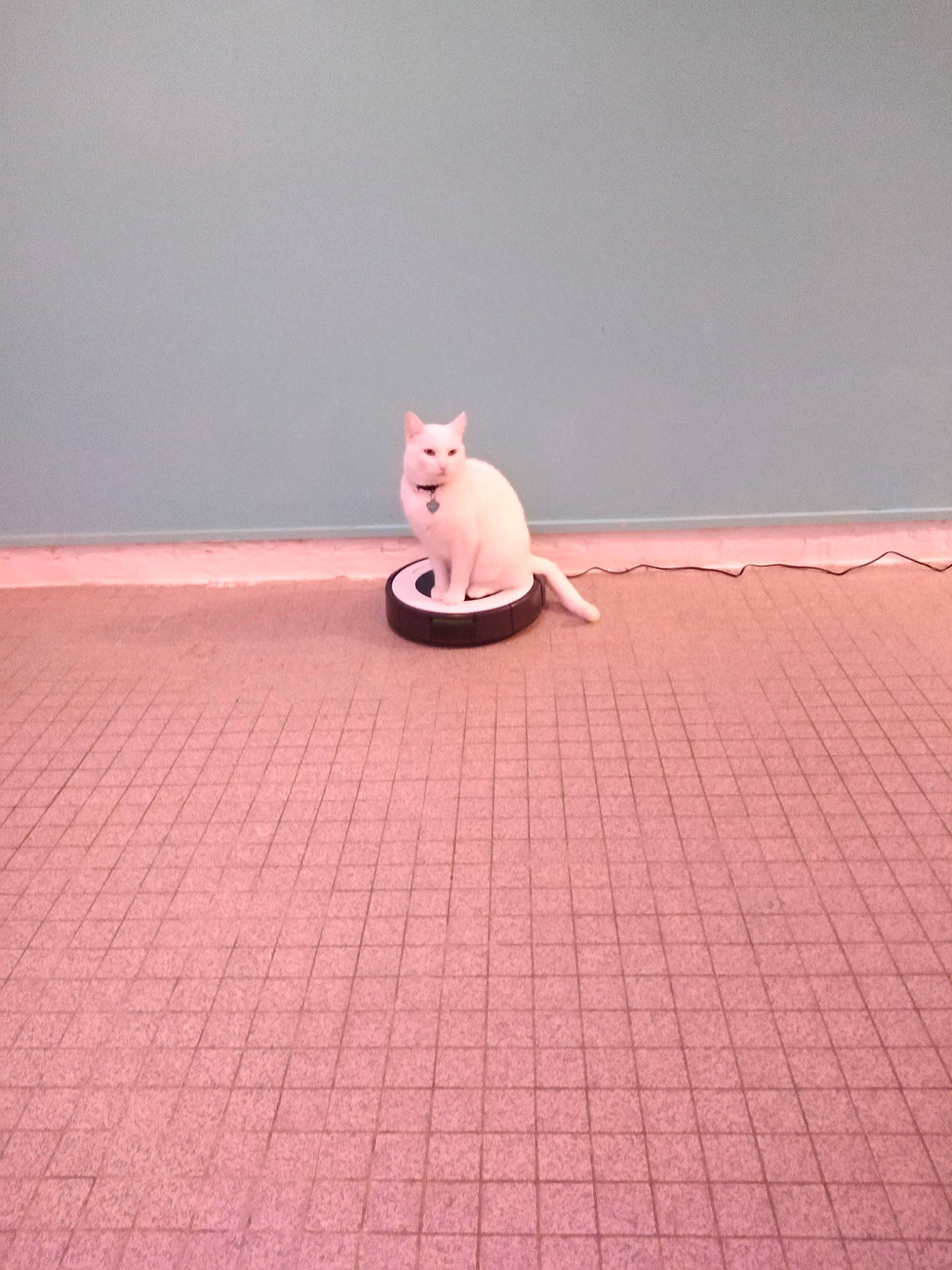 Nuggets a rejoint le concours — aidez-le/la à gagner de superbes lots ! beige, carpet, cat, fawn, felidae, floor, flooring, hardwood, peach, photography, pink, sitting, tail, tile, wood