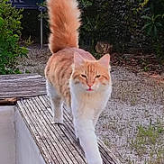 Rio a rejoint le concours — aidez-le/la à gagner de superbes lots ! cat, orange_cat, white_cat, fluffy_tail, walking_cat, outdoor, nature, wooden_ledge, greenery, pet, feline, animal, strutting, tail_up, rustic, daylight, close_up, curious, fur, mammal
